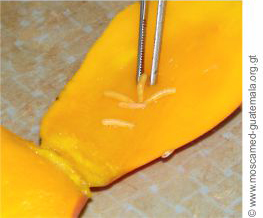 Dégâts causés par Ceratitis capitata