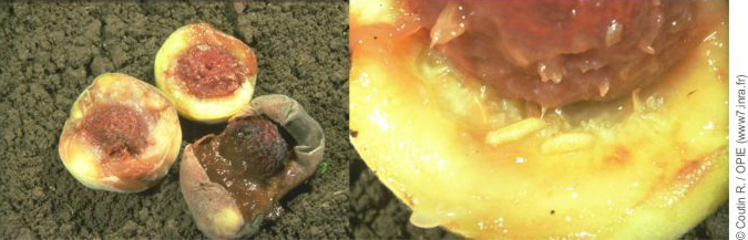 Dégâts causés par Ceratitis capitata